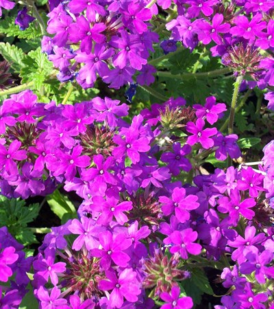 Verbena Homestead Purple